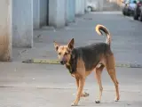 رغم أنه لم يعضه.. كلب مغربي ضال يتسبب في وفاة سائح بريطاني